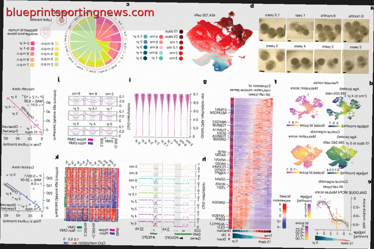 Human Brain Organoids Track Time for Years